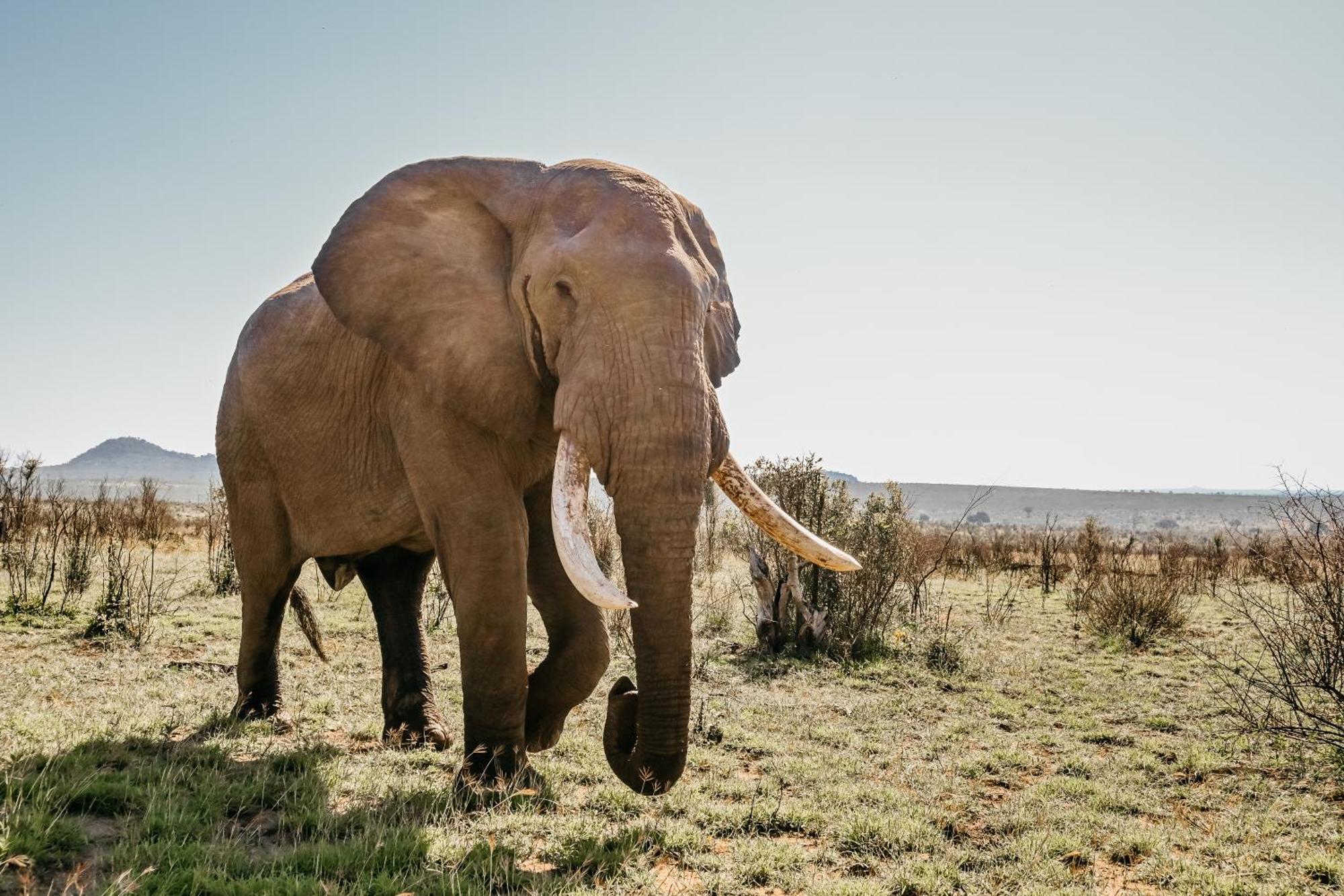 Mdluli Safari Lodge Hazyview Eksteriør bilde