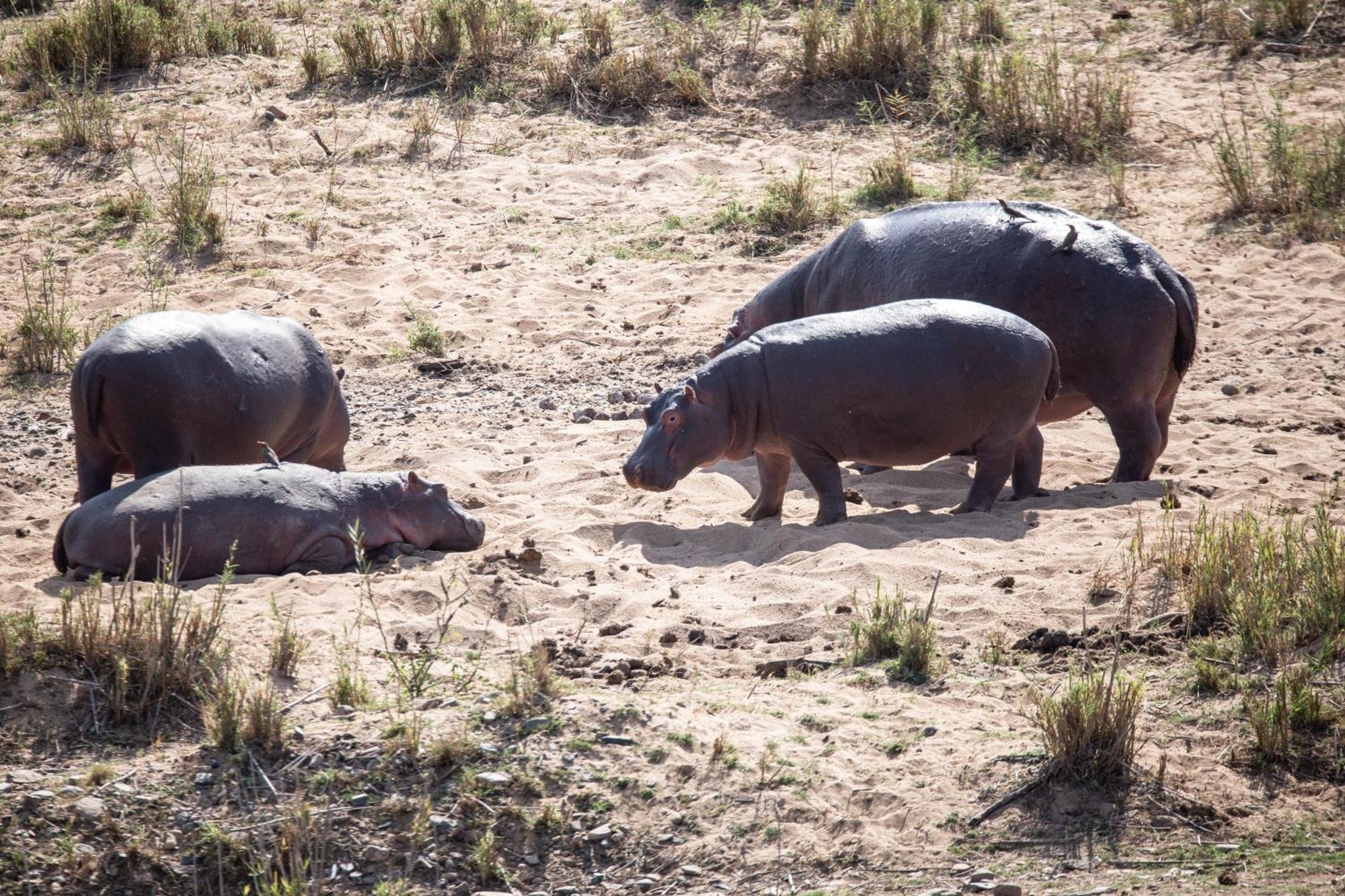 Mdluli Safari Lodge Hazyview Eksteriør bilde