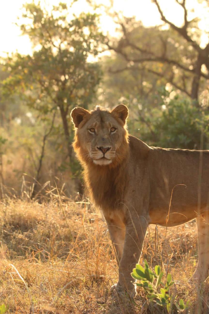 Mdluli Safari Lodge Hazyview Eksteriør bilde