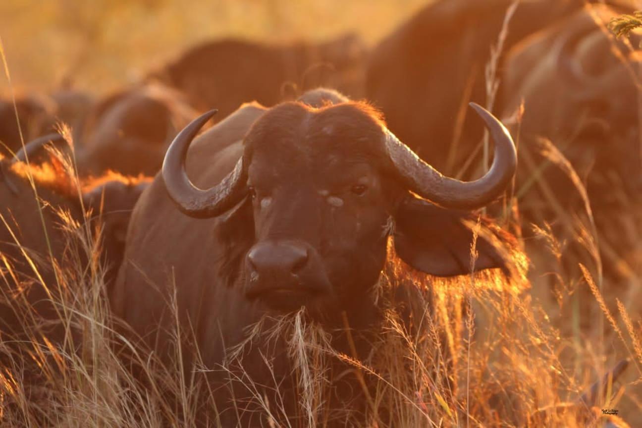 Mdluli Safari Lodge Hazyview Eksteriør bilde